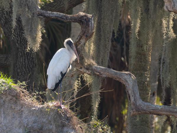 Wood stork (Mycteria americana)